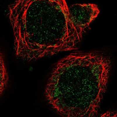 Immunocytochemistry/ Immunofluorescence MRPL51 Antibody