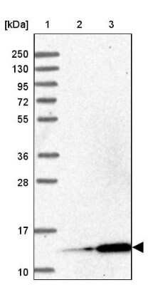 Western Blot MRPL51 Antibody