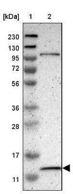 Western Blot: MRPL52 Antibody [NBP1-86094] - Lane 1: Marker  [kDa] 230, 130, 95, 72, 56, 36, 28, 17, 11.  Lane 2: Human cell line RT-354