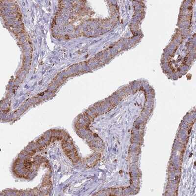 Immunohistochemistry-Paraffin: MRPL54 Antibody [NBP2-47368] - Staining of human fallopian tube shows cytoplasmic positivity with a granular pattern in glandular cells.