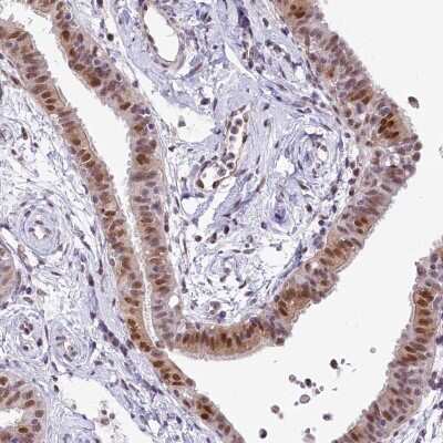 Immunohistochemistry-Paraffin: MRPL54 Antibody [NBP2-48761] - Staining of human fallopian tube shows cytoplasmic and nuclear positivity in glandular cells.