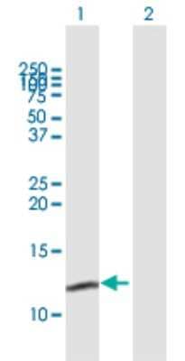Western Blot: MRPL54 Antibody [H00116541-B01P] - Analysis of MRPL54 expression in transfected 293T cell line by MRPL54 polyclonal antibody.  Lane 1: MRPL54 transfected lysate(15.18 KDa). Lane 2: Non-transfected lysate.