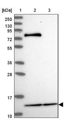 Western Blot: MRPL54 Antibody [NBP2-47368] - Lane 1: Marker  [kDa] 250, 130, 95, 72, 55, 36, 28, 17, 10.  Lane 2: Human cell line RT-4.  Lane 3: Human cell line U-251MG.
