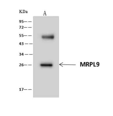Immunoprecipitation: MRPL9 Antibody [NBP3-06270] - MRPL9 was immunoprecipitated using:Lane A: 0.5 mg HepG2 Whole Cell Lysate4 uL anti-MRPL9 rabbit polyclonal antibody and 60 ug of Immunomagnetic beads Protein AG.Primary antibody:Anti-MRPL9 rabbit polyclonal antibody,at 1:100 dilution Secondary antibody:Goat Anti-Rabbit IgG (H+L) HRP at 110000 dilutionDeveloped using the ECL technique.Performed under reducing conditions.Predicted band size: 30 kDaObserved band size: 26 kDa