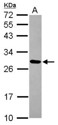 Western Blot: MRPL9 Antibody [NBP2-19408] - Sample (30 ug of whole cell lysate) A: Hep G2 12% SDS PAGE gel, diluted at 1:1000.