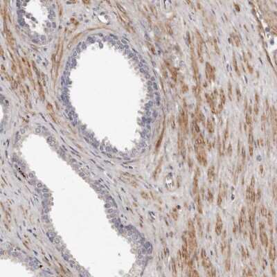 Immunohistochemistry-Paraffin MRPS10 Antibody - BSA Free