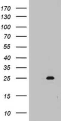 Western Blot: MRPS11 Antibody (OTI2E9) - Azide and BSA Free [NBP2-72782] - Analysis of HEK293T cells were transfected with the pCMV6-ENTRY control (Left lane) or pCMV6-ENTRY MRPS11.