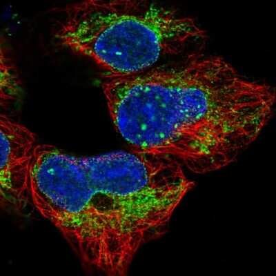Immunocytochemistry/Immunofluorescence: MRPS14 Antibody [NBP2-13622] - Immunofluorescent staining of human cell line HEK 293 shows localization to nuclear membrane & mitochondria.