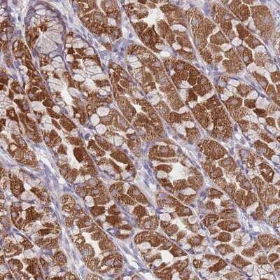 Immunohistochemistry-Paraffin: MRPS14 Antibody [NBP2-13622] - Staining of human stomach, upper shows strong cytoplasmic positivity in glandular cells.