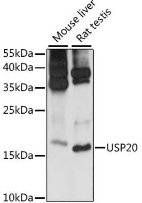 Western Blot MRPS14 Antibody - Azide and BSA Free
