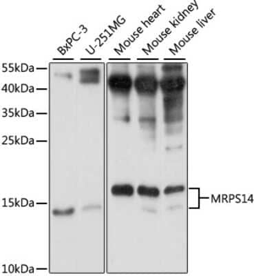 Western Blot MRPS14 Antibody - Azide and BSA Free