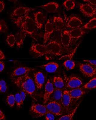 Immunocytochemistry/Immunofluorescence: MRPS16 Antibody [NBP2-94082] - Analysis of U2OS cells using MRPS16 at dilution of 1:100. Blue: DAPI for nuclear staining.