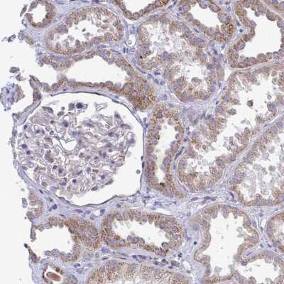 <b>Independent Antibodies Validation. </b>Immunohistochemistry-Paraffin: MRPS16 Antibody [NBP2-33721] - Staining of human kidney shows weak cytoplasmic granular expression in cells in tubules.