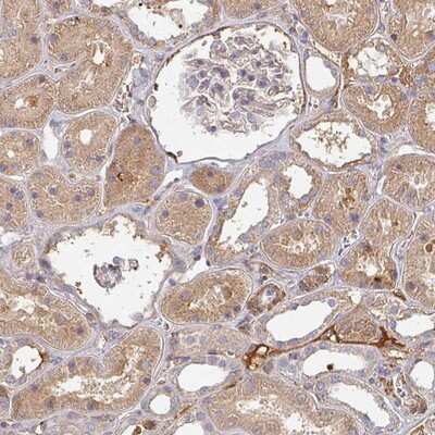 Immunohistochemistry-Paraffin MRPS17 Antibody - BSA Free