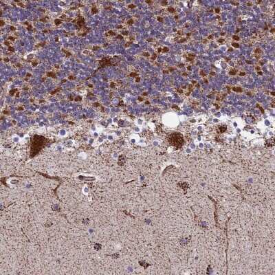 Immunohistochemistry-Paraffin: MRPS18B Antibody [NBP2-48792] - Staining of human cerebellum shows strong cytoplasmic positivity in Purkinje cells, cells in molecular layer and granular layer.