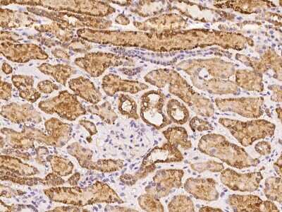 Immunohistochemistry-Paraffin: MRPS2 Antibody [NBP3-06045] - Immunochemical staining of human MRPS2 in human kidney with rabbit polyclonal antibody at 1:100 dilution, formalin-fixed paraffin embedded sections.