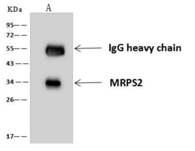 Immunoprecipitation: MRPS2 Antibody [NBP3-06045] - MRPS2 was immunoprecipitated using: Lane A:0.5 mg A-431 Whole Cell Lysate 4 uL anti-MRPS2 rabbit polyclonal antibody and 60 ug of Immunomagnetic beads Protein AG. Primary antibody: Anti-MRPS2 rabbit polyclonal antibody, at 1:100 dilution Secondary antibody: Goat Anti-Rabbit IgG (H+L) HRP  at 110000 dilution Developed using the ECL technique. Performed under reducing conditions. Predicted band size: 33 kDa Observed band size :33 kDa