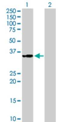 Western Blot: MRPS2 Antibody [H00051116-B01P] - Analysis of MRPS2 expression in transfected 293T cell line by MRPS2 polyclonal antibody.  Lane 1: MRPS2 transfected lysate(32.67 KDa). Lane 2: Non-transfected lysate.