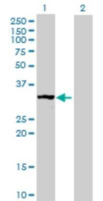 Western Blot: MRPS2 Antibody [H00051116-B02P] - Analysis of MRPS2 expression in transfected 293T cell line by MRPS2 polyclonal antibody.  Lane 1: MRPS2 transfected lysate(32.56 KDa). Lane 2: Non-transfected lysate.