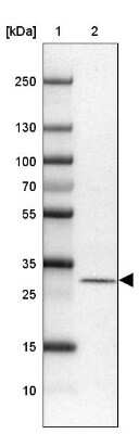 Western Blot: MRPS2 Antibody [NBP2-33822] - Lane 1: Marker  [kDa] 250, 130, 100, 70, 55, 35, 25, 15, 10.  Lane 2: U-251 MG