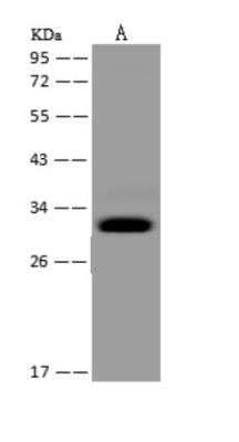 Western Blot: MRPS2 Antibody [NBP3-06045] - Anti-MRPS2 rabbit polyclonal antibody at 1:500 dilution Lane A: A-431 Whole Cell Lysate Lysates/proteins at 30 ug per lane. Secondary: Goat Anti-Rabbit IgG (H+L) HRP  at 110000 dilution. Developed using the ECL technique. Performed under reducing conditions. Predicted band size:33 kDa Observed band size:33 kDa