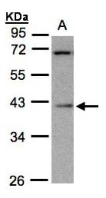 Western Blot: MRPS22 Antibody [NBP1-31568] - Sample(30 ug whole cell lysate)A:HeLa S3 10% SDS PAGE, antibody diluted at 1:1000.