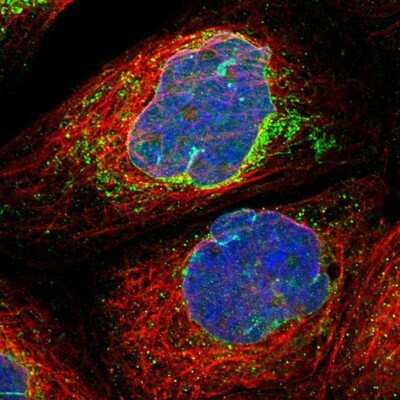 Immunocytochemistry/ Immunofluorescence MRPS23 Antibody - BSA Free