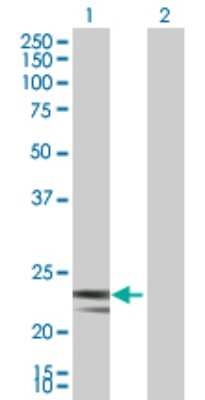 Western Blot: MRPS23 Antibody [H00051649-B01P] - Analysis of MRPS23 expression in transfected 293T cell line by MRPS23 polyclonal antibody.  Lane 1: MRPS23 transfected lysate(21.01 KDa). Lane 2: Non-transfected lysate.