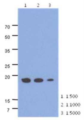 Western Blot: MRPS25 Antibody (38E7) [NBP2-42628] - Analysis in HepG2 lysates.
