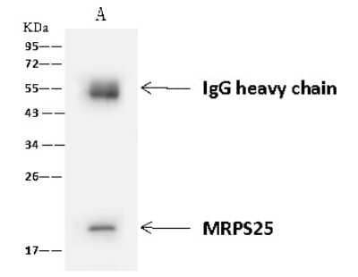 Immunoprecipitation: MRPS25 Antibody [NBP2-98523] - MRPS25 was immunoprecipitated using: Lane A: 0.5 mg MCF7 Whole Cell Lysate 4 ul anti-MRPS25 rabbit polyclonal antibody and 60 ug of Immunomagnetic beads Protein A/G.  Primary antibody: Anti-MRPS25 rabbit polyclonal antibody, at 1:100 dilution. Secondary antibody: Goat Anti-Rabbit IgG (H+L)/HRP at 1/10000 dilution. Developed using the ECL technique. Performed under reducing conditions. Predicted band size: 20 kDa. Observed band size: 20 kDa