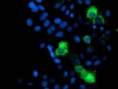 Immunofluorescence: MRPS27 Antibody (OTI6E5) [NBP2-45938] - Analysis  of COS7 cells transiently transfected by pCMV6-ENTRY MRPS27.