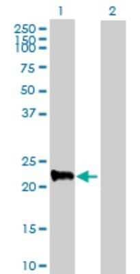 Western Blot: MRPS27 Antibody [H00023107-B01P] - Analysis of MRPS27 expression in transfected 293T cell line by MRPS27 polyclonal antibody.  Lane 1: MRPS27 transfected lysate(18.48 KDa). Lane 2: Non-transfected lysate.