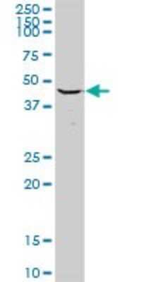 Western Blot: MRPS27 Antibody [H00023107-D01P] - Analysis of MRPS27 expression in Jurkat.