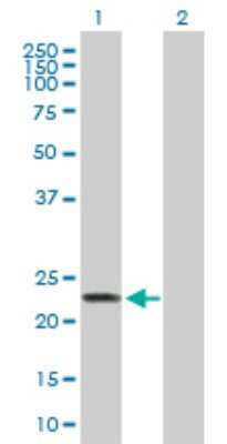 Western Blot: MRPS27 Antibody [H00023107-D01P] - Analysis of MRPS27 expression in transfected 293T cell line by MRPS27 polyclonal antibody.Lane 1: MRPS27 transfected lysate(19.00 KDa).Lane 2: Non-transfected lysate.