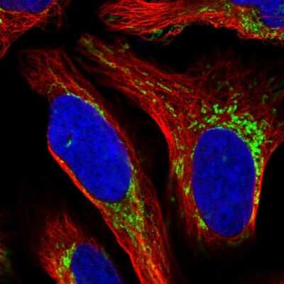 Immunocytochemistry/ Immunofluorescence MRPS28 Antibody