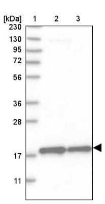 Western Blot MRPS28 Antibody