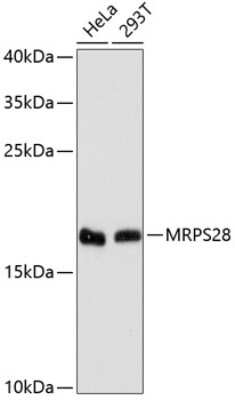 Western Blot MRPS28 Antibody - Azide and BSA Free