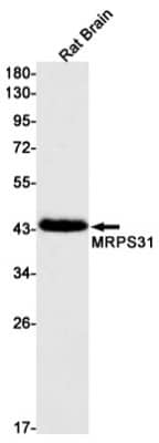 Western Blot: MRPS31 Antibody (S04-4C1) [NBP3-19699] - Western blot detection of MRPS31 in Rat Brain lysates using NBP3-19699 (1:1000 diluted). Predicted band size: 45kDa. Observed band size: 45kDa.