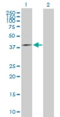 Western Blot: MRPS31 Antibody [H00010240-B01P] - Analysis of MRPS31 expression in transfected 293T cell line by MRPS31 polyclonal antibody.  Lane 1: MRPS31 transfected lysate(43.45 KDa). Lane 2: Non-transfected lysate.
