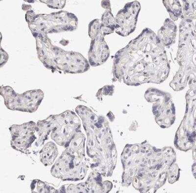Immunohistochemistry-Paraffin MRPS33 Antibody - BSA Free
