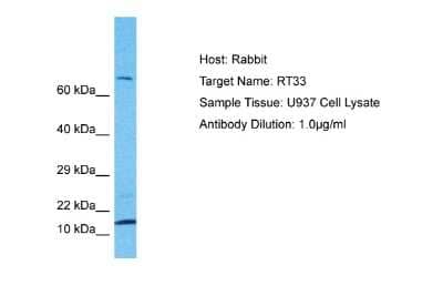 Western Blot: MRPS33 Antibody [NBP2-85326] - Host: Rabbit. Target Name: RT33. Sample Type: U937 Whole Cell lysates. Antibody Dilution: 1.0ug/ml
