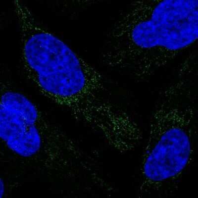 Immunocytochemistry/Immunofluorescence: MRPS34 Antibody [NBP1-82729] - Staining of human cell line U-2 OS shows positivity in mitochondria. Antibody staining io shown in green.