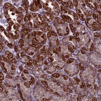Immunohistochemistry-Paraffin: MRPS34 Antibody [NBP1-82729] - Staining of human stomach, lower shows strong granular cytoplasmic positivity in glandular cells.