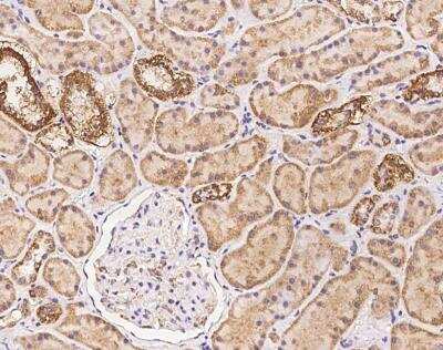 Immunohistochemistry-Paraffin: MRPS34 Antibody [NBP3-12672] - Staining of human MRPS34 in human kidney with rabbit polyclonal antibody at 1:100 dilution.