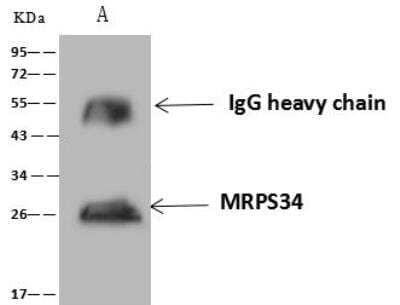 Immunoprecipitation: MRPS34 Antibody [NBP3-12672] - Lane A:0.5 mg HT-29 Whole Cell Lysate4 uL anti-MRPS34 rabbit polyclonal antibody and 60 ug of Immunomagnetic beads Protein A/G.Primary antibody:Anti-MRPS34 rabbit polyclonal antibody,at 1:100 dilution Secondary antibody:Goat Anti-Rabbit IgG (H+L)/HRP at 1/10000 dilutionDeveloped using the ECL technique.Performed under reducing conditions.Predicted band size: 25 kDaObserved band size :26 kDa