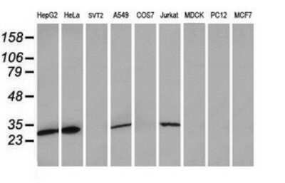 Western Blot: MRPS34 Antibody (OTI4H2) - Azide and BSA Free [NBP2-72788] - Analysis of extracts (35ug) from 9 different cell lines (HepG2: human; HeLa: human; SVT2: mouse; A549: human; COS7: monkey; Jurkat: human; MDCK: canine; PC12: rat; MCF7: human).