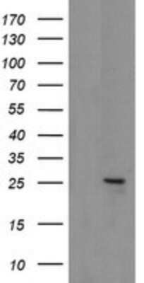 Western Blot: MRPS34 Antibody (OTI4H2) - Azide and BSA Free [NBP2-72788] - Analysis of HEK293T cells were transfected with the pCMV6-ENTRY control (Left lane) or pCMV6-ENTRY MRPS34.