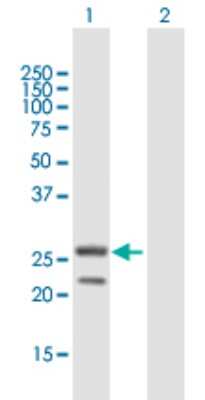 Western Blot: MRPS34 Antibody [H00065993-B01P] - Analysis of MRPS34 expression in transfected 293T cell line by MRPS34 polyclonal antibody.  Lane 1: MRPS34 transfected lysate(23.98 KDa). Lane 2: Non-transfected lysate.