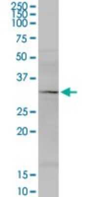 Western Blot: MRPS34 Antibody [H00065993-D02P] - Analysis of MRPS34 expression in HeLa.