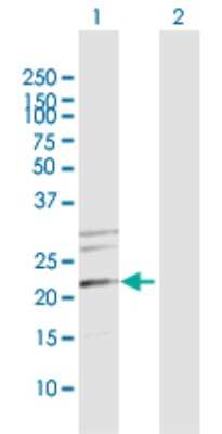 Western Blot: MRPS34 Antibody [H00065993-D02P] - Analysis of MRPS34 expression in transfected 293T cell line by MRPS34 polyclonal antibody.Lane 1: MRPS34 transfected lysate(24.09 KDa).Lane 2: Non-transfected lysate.